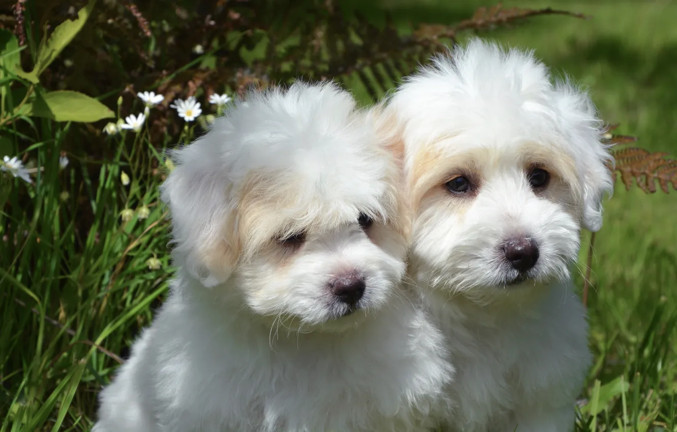 Photo wallpaper dogs, summer, grass, leaves, nature, glade, puppies, puppy