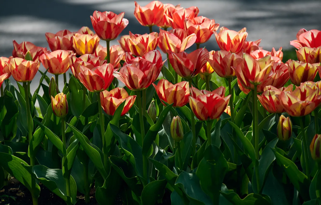 Photo wallpaper the sky, leaves, flowers, tulips, buds, a lot, bokeh