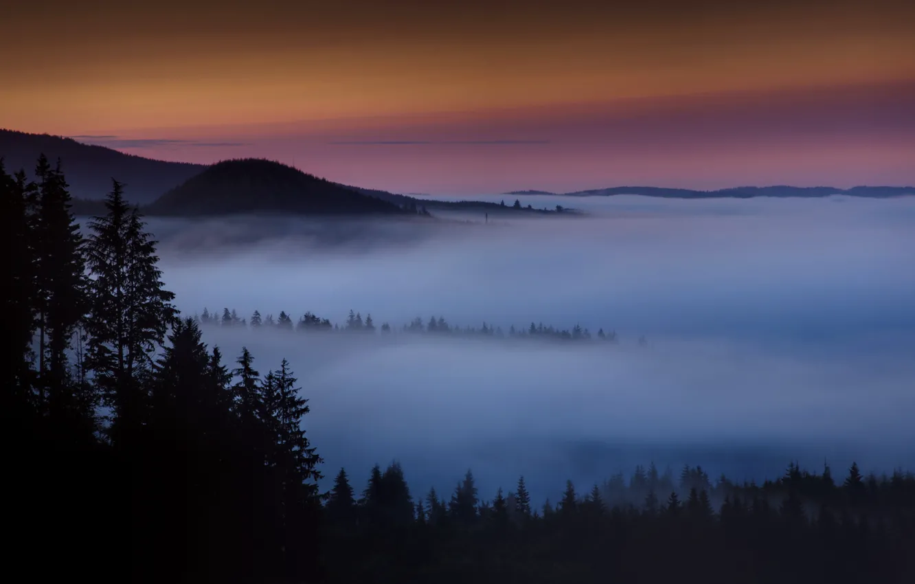 Photo wallpaper forest, mountains, fog, dawn, morning, haze