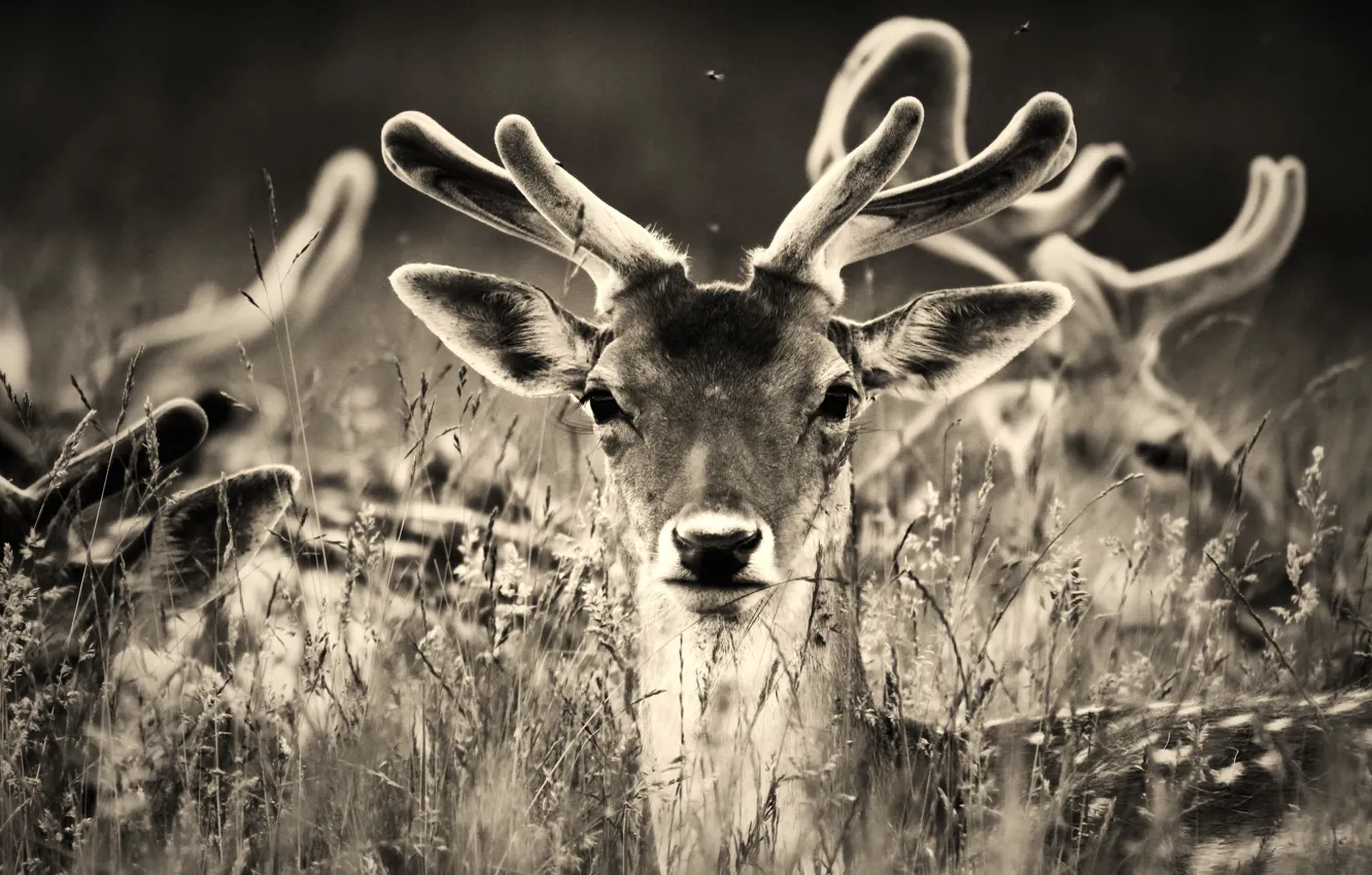 Photo wallpaper animals, grass, deer, monochrome
