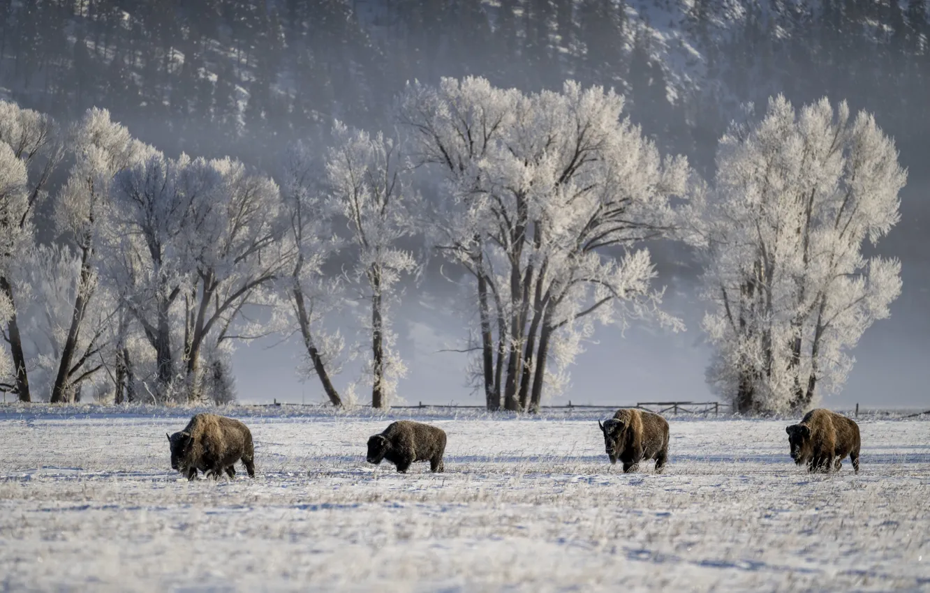 Photo wallpaper winter, frost, field, snow, trees, mountains, nature, branch