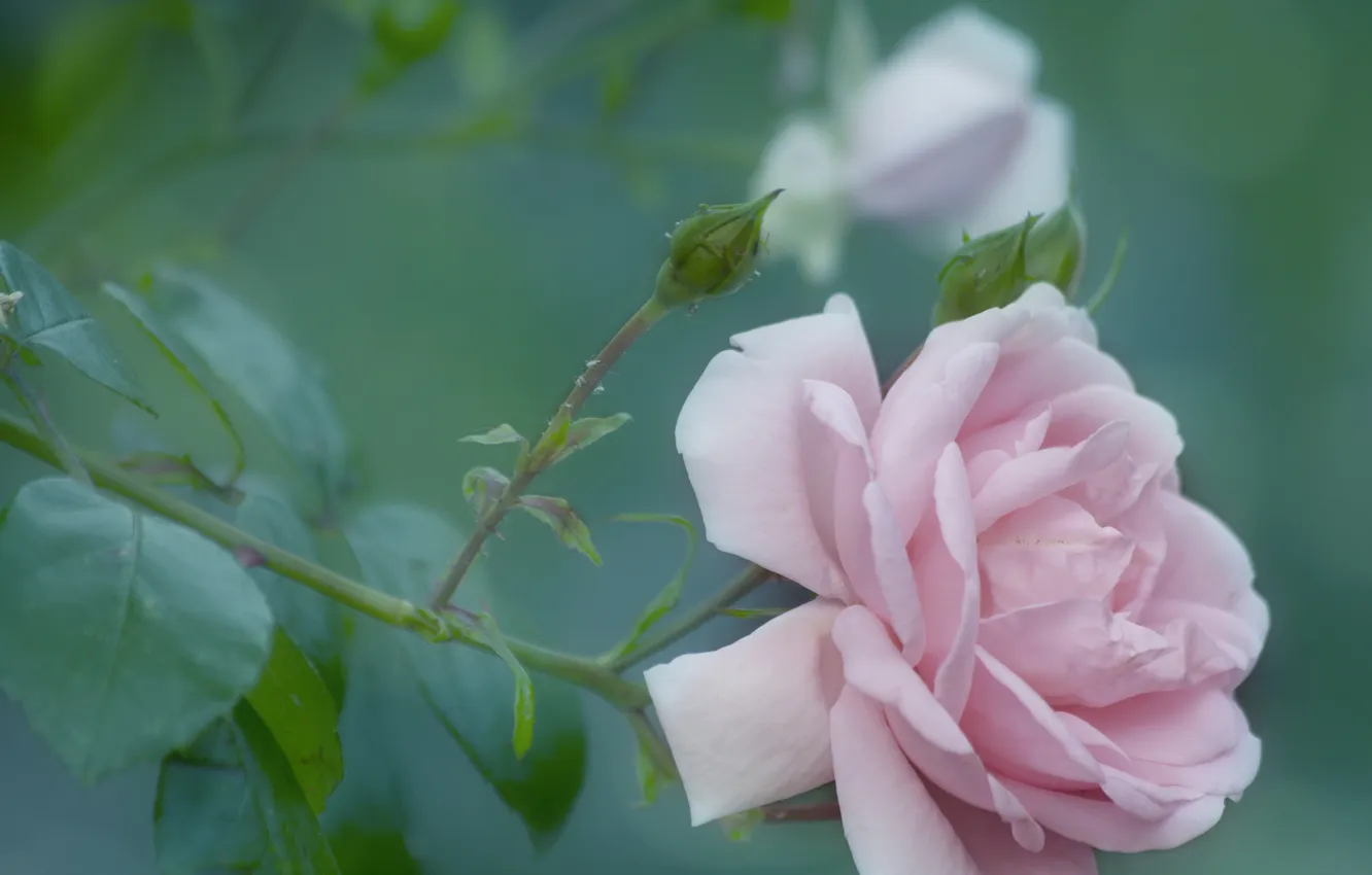 Photo wallpaper leaves, roses, petals, blur, pink, buds