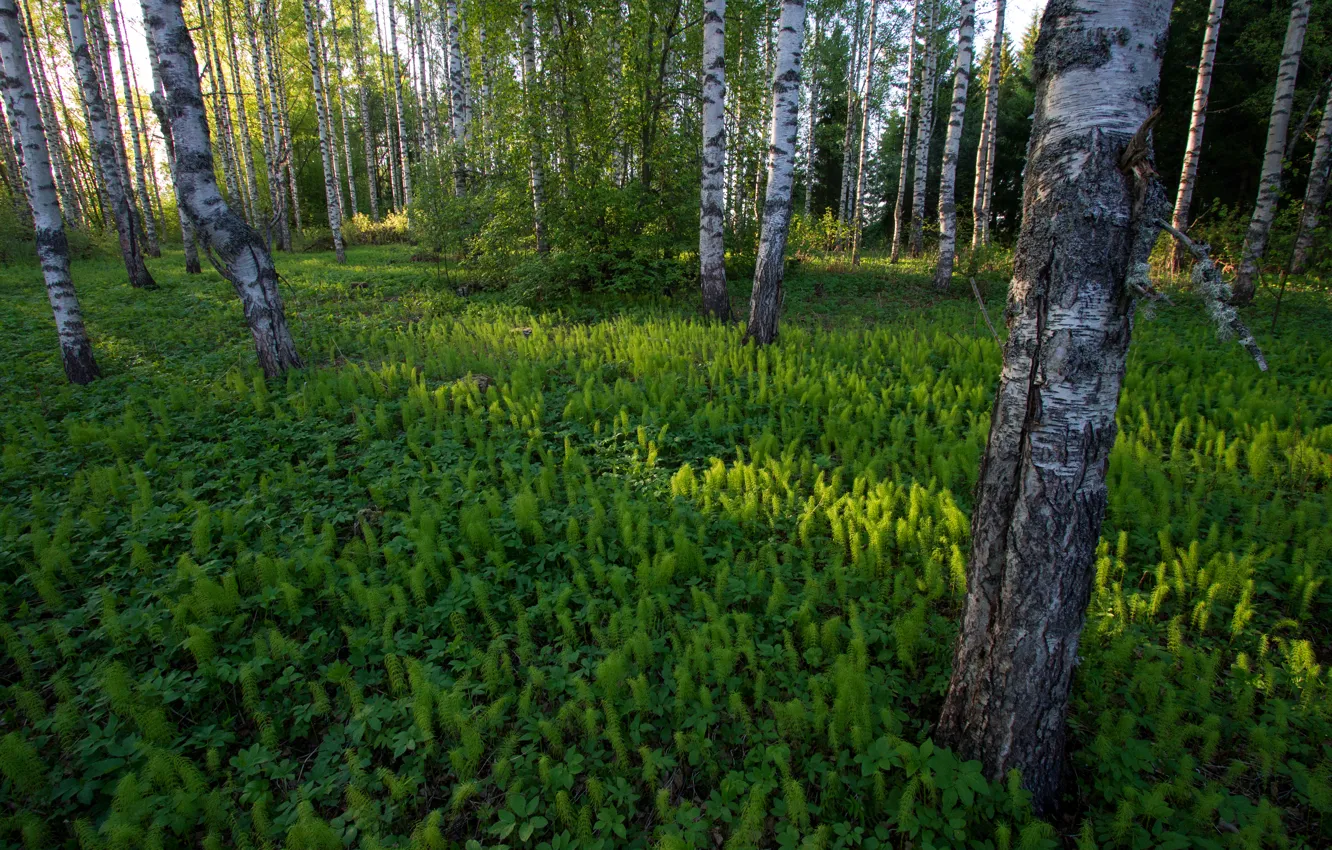 Photo wallpaper forest, grass, birch, Finland