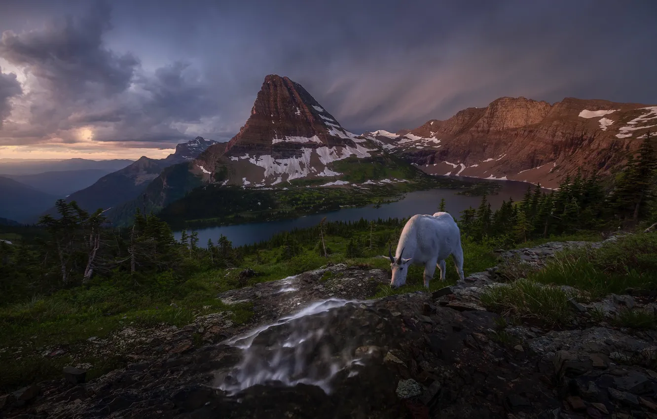 Photo wallpaper mountains, nature, goat, mountain goat