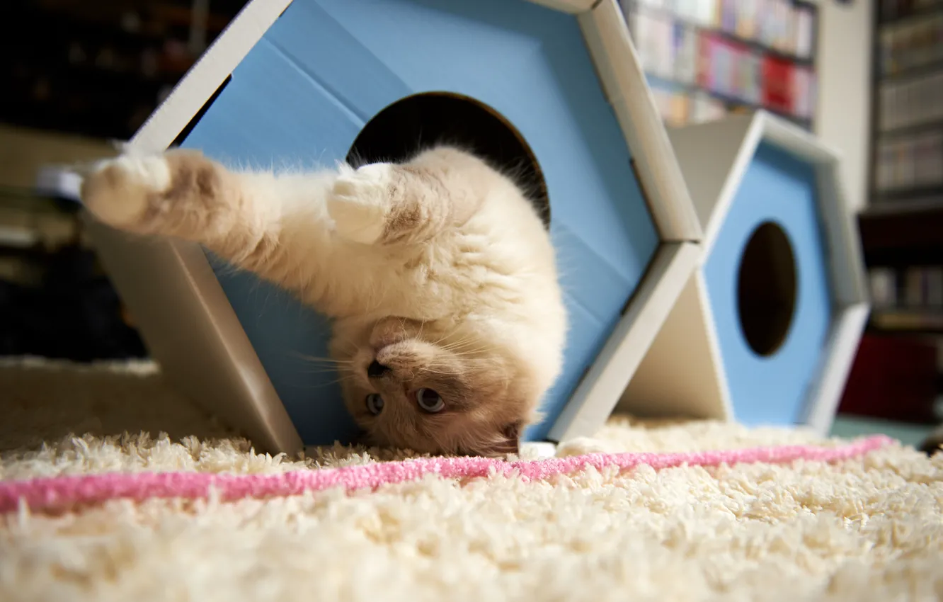 Photo wallpaper cat, carpet, the game, house, upside down