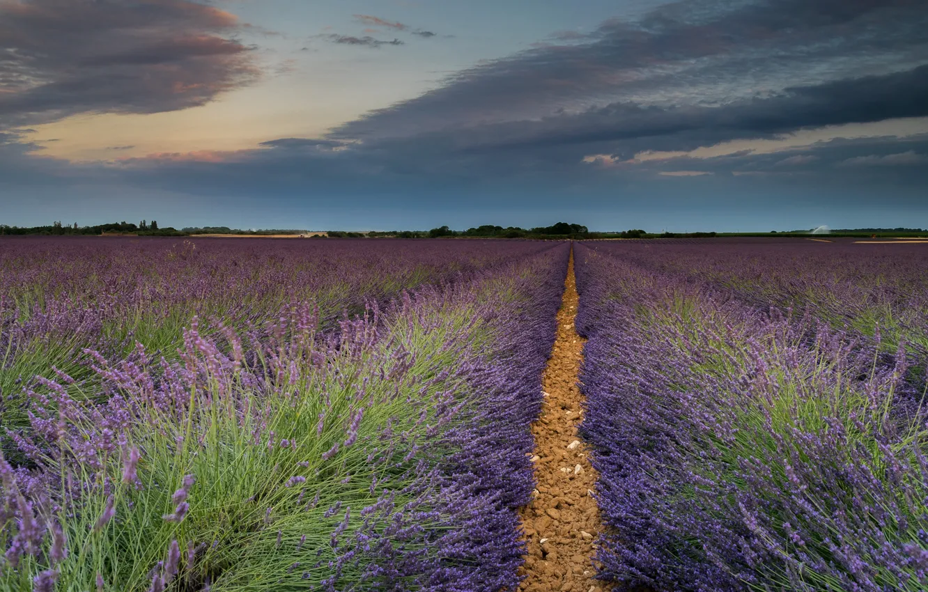 Photo wallpaper summer, the sky, clouds, flowers, dal, path, lavender, plantation