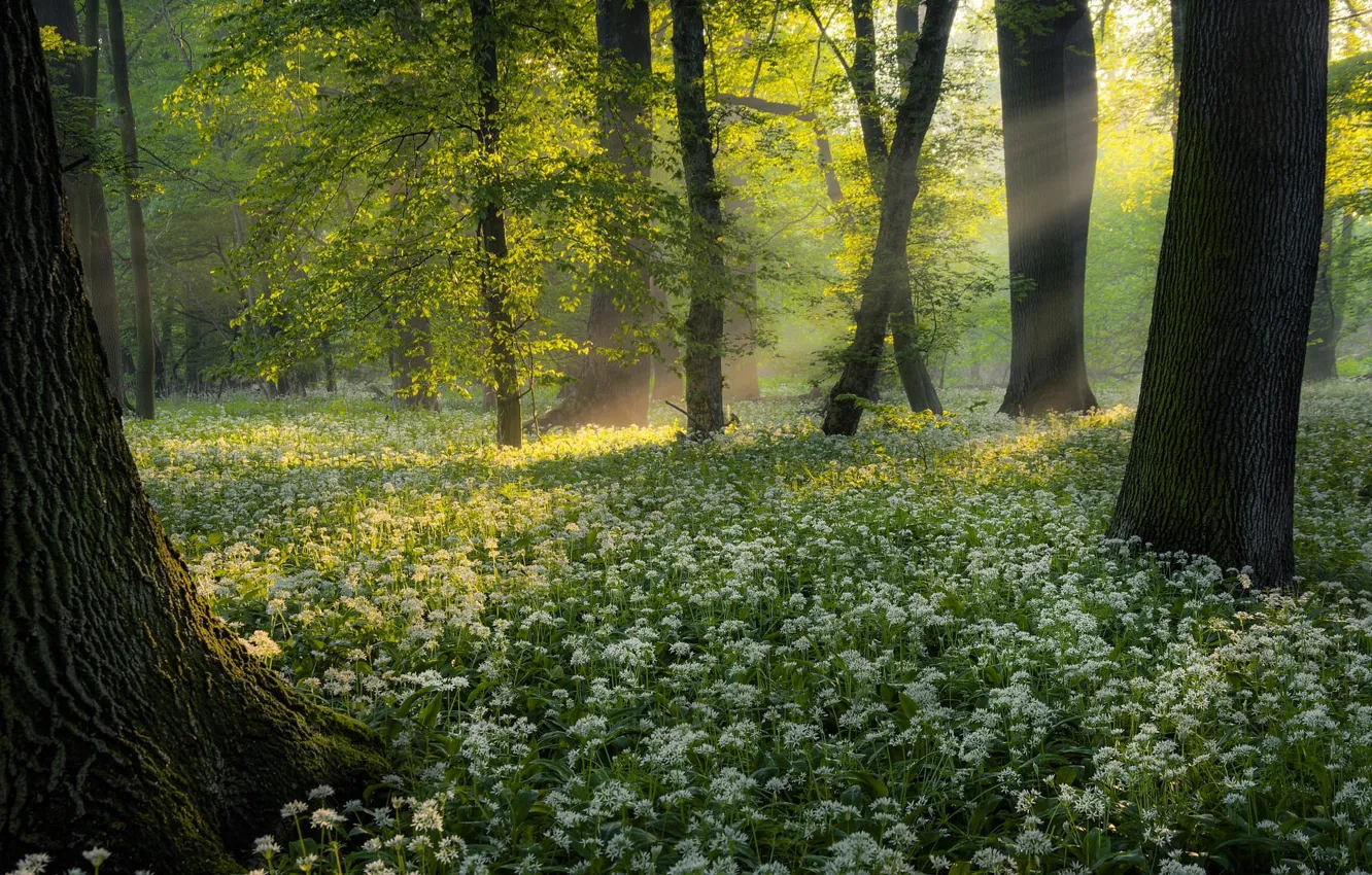 Photo wallpaper greens, forest, the sun, rays, light, trees, branches, fog