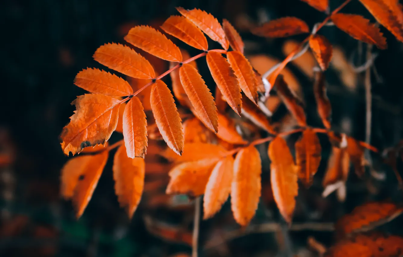 Photo wallpaper autumn, October, the leaves of mountain ash