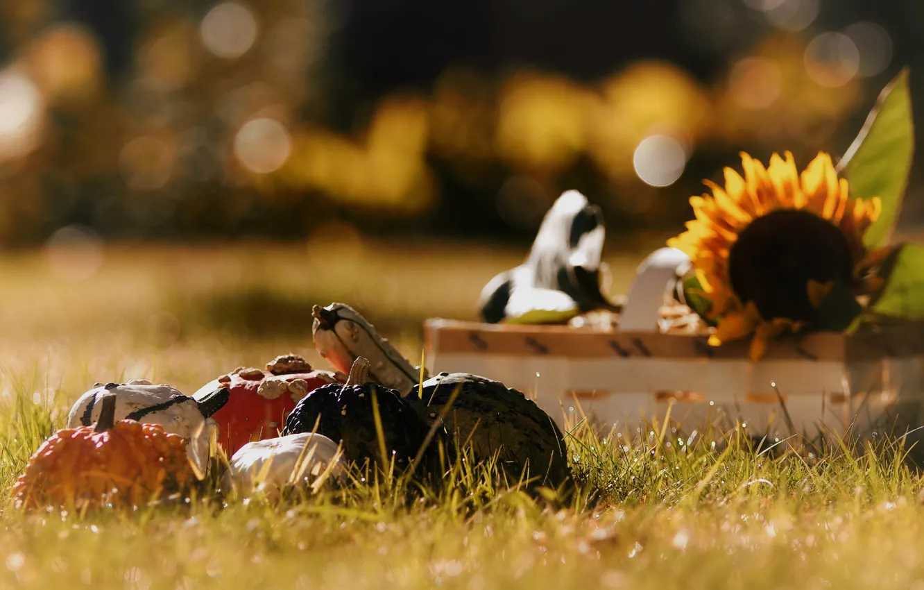 Photo wallpaper autumn, grass, macro, sunflowers, vegetables