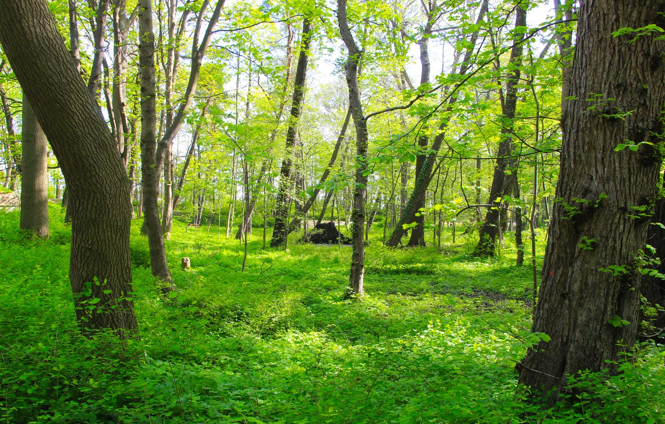 Photo wallpaper forest, trees, park