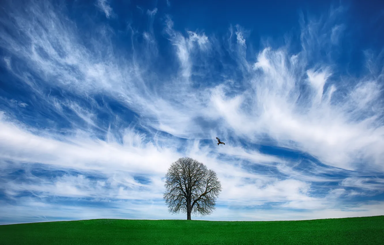 Photo wallpaper field, clouds, trees, photo, bird