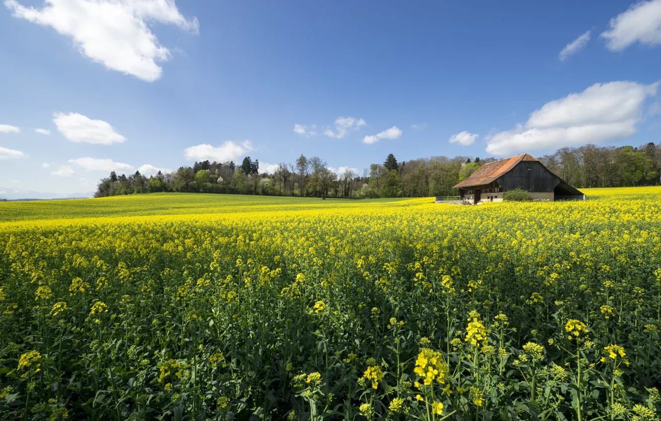 Photo wallpaper field, forest, house, rape, rapeseed field