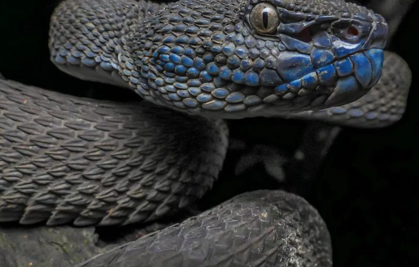 Photo wallpaper Snake, animal, wildlife