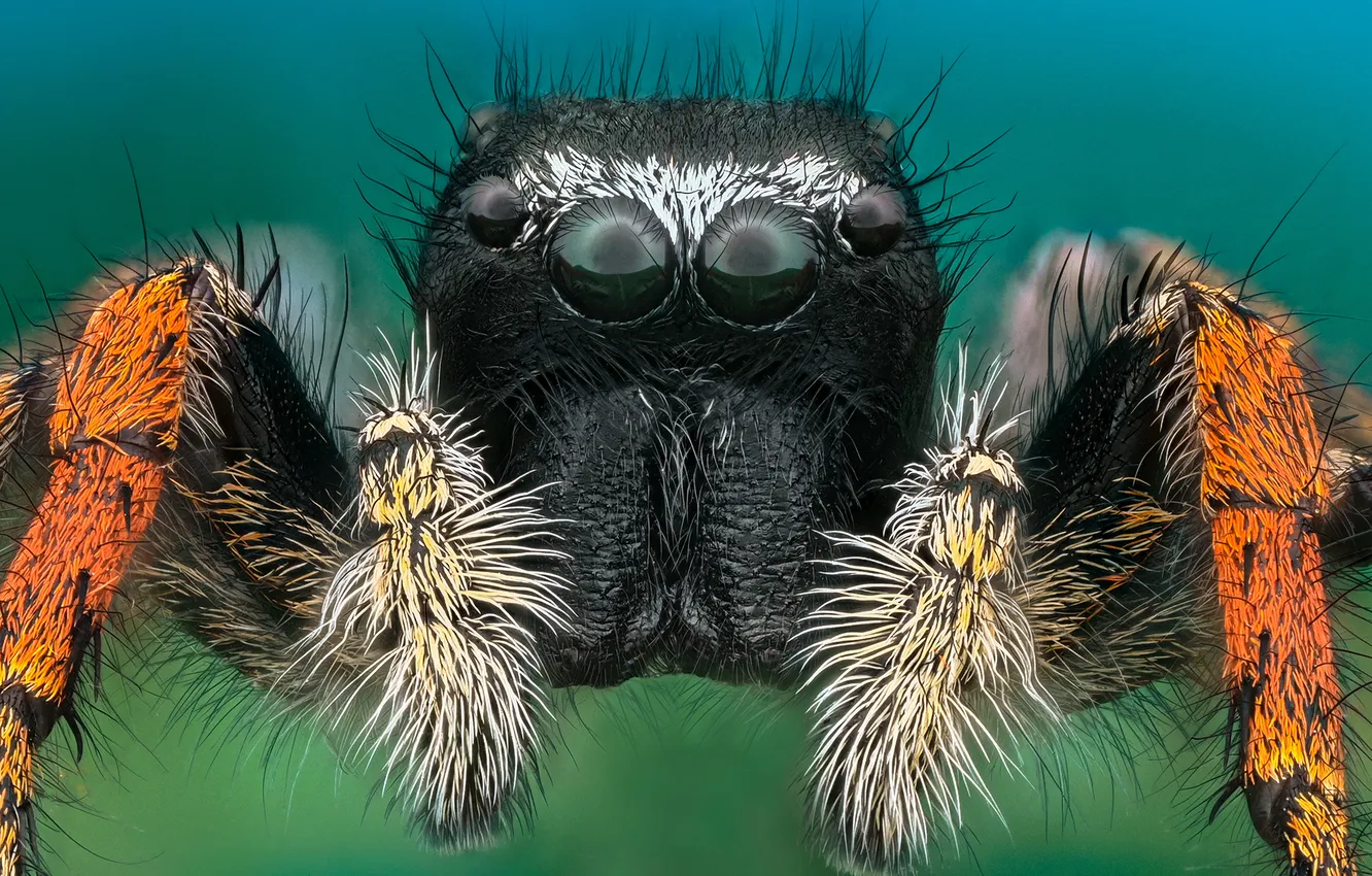Photo wallpaper eyes, Spider, hairs