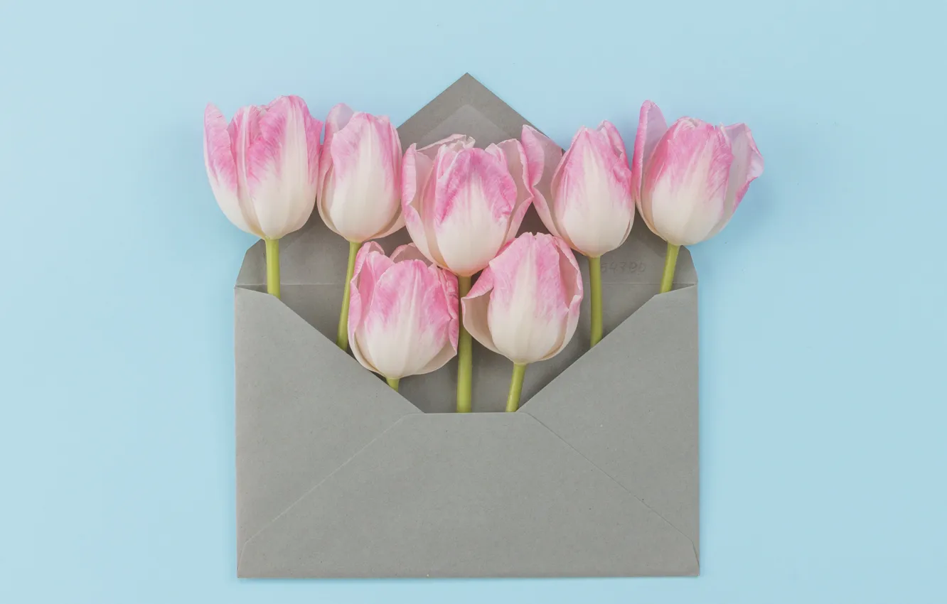 Photo wallpaper flowers, bouquet, tulips, pink, fresh, pink, flowers, the envelope