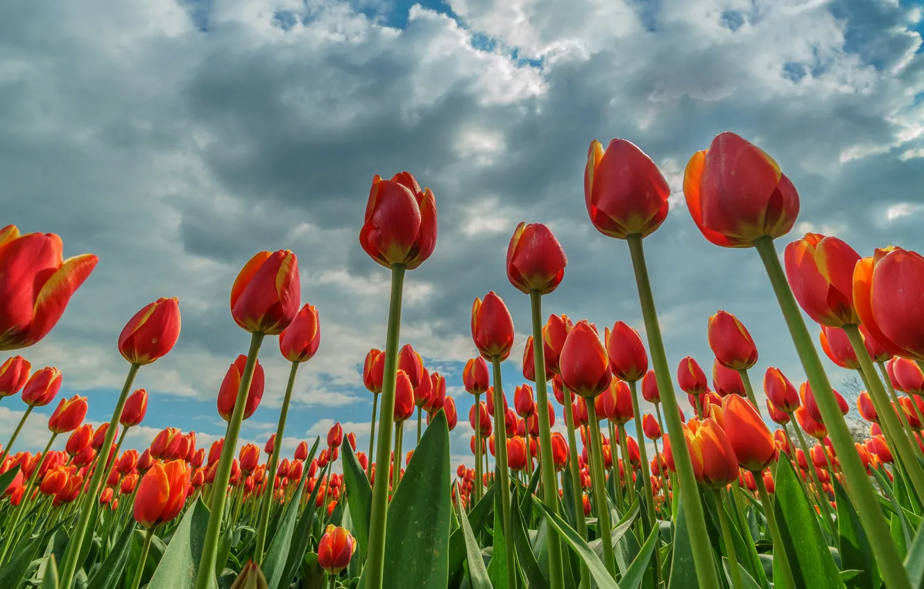 Photo wallpaper field, the sky, clouds, flowers, spring, tulips, red, flowerbed