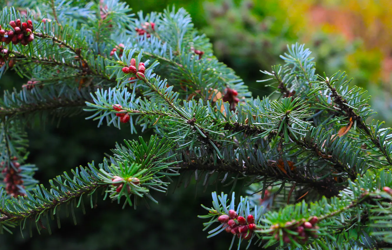 Photo wallpaper spring, pine, spruce, twig