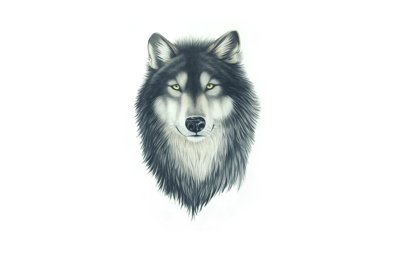 Photo wallpaper face, wolf, dog, head, painting, wolf