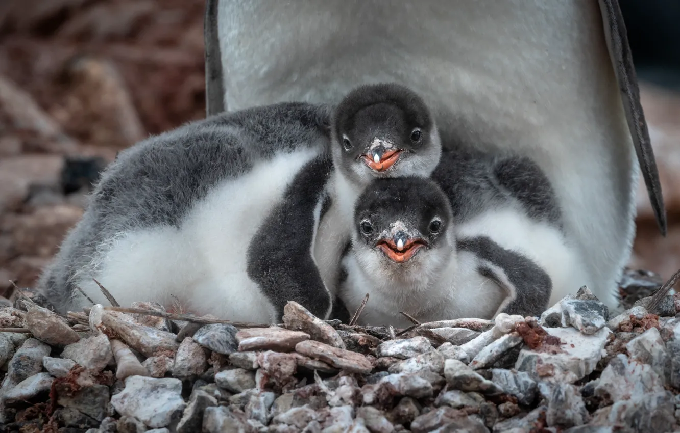Photo wallpaper nature, stones, bird, pair, cub, Chicks, penguins, Alexander Lozitsky
