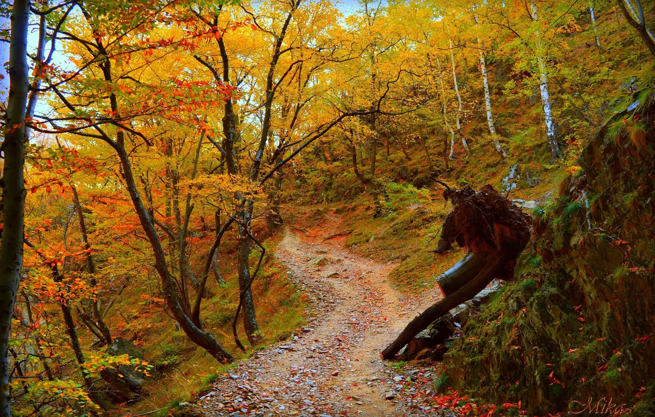 Photo wallpaper Path, Autumn, Forest, Fall, Autumn, Forest