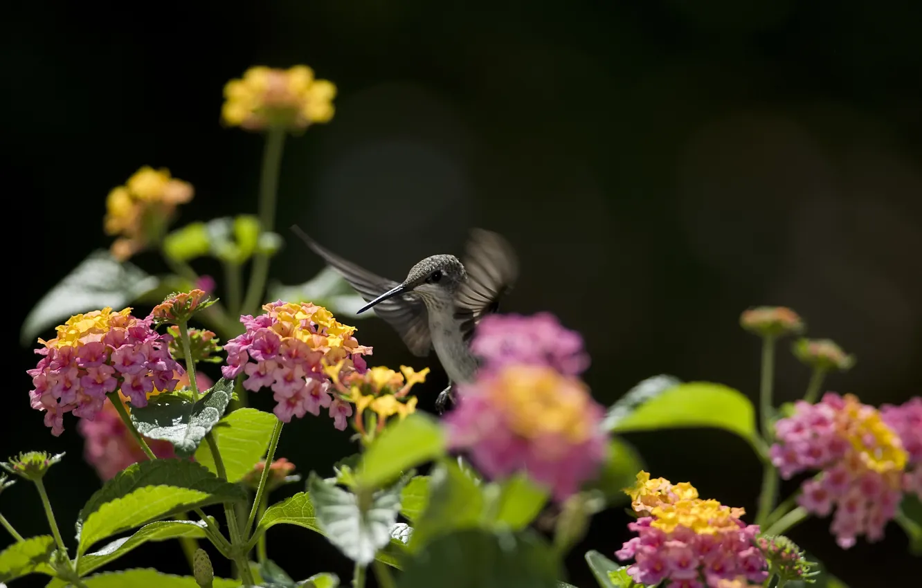 Photo wallpaper flowers, nectar, bird, Hummingbird