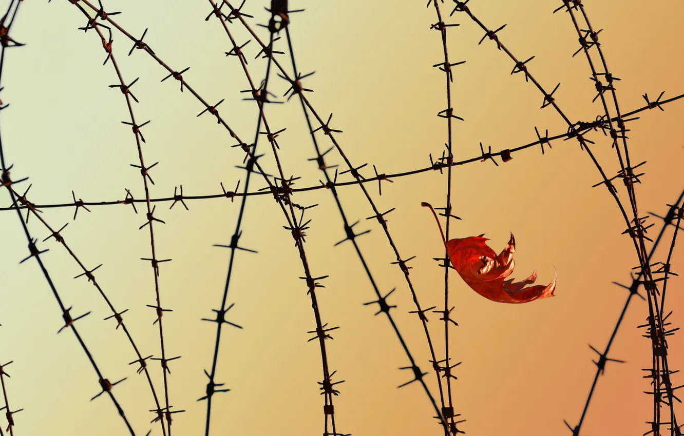 Photo wallpaper leaves, background, barb