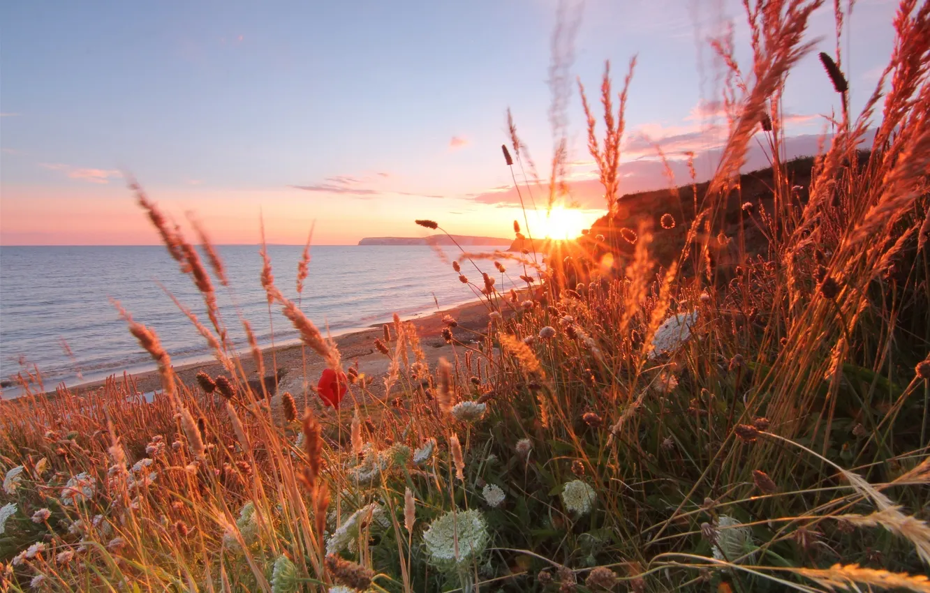Photo wallpaper sea, sunset, flowers, coast
