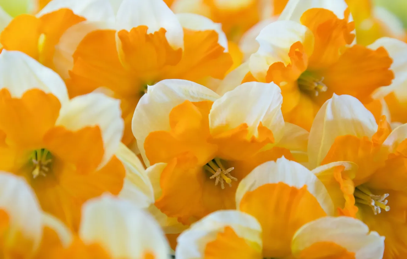 Photo wallpaper macro, flowers, Oranje boven