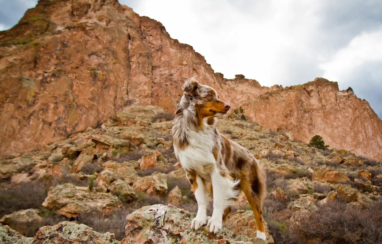 Photo wallpaper mountains, background, dog