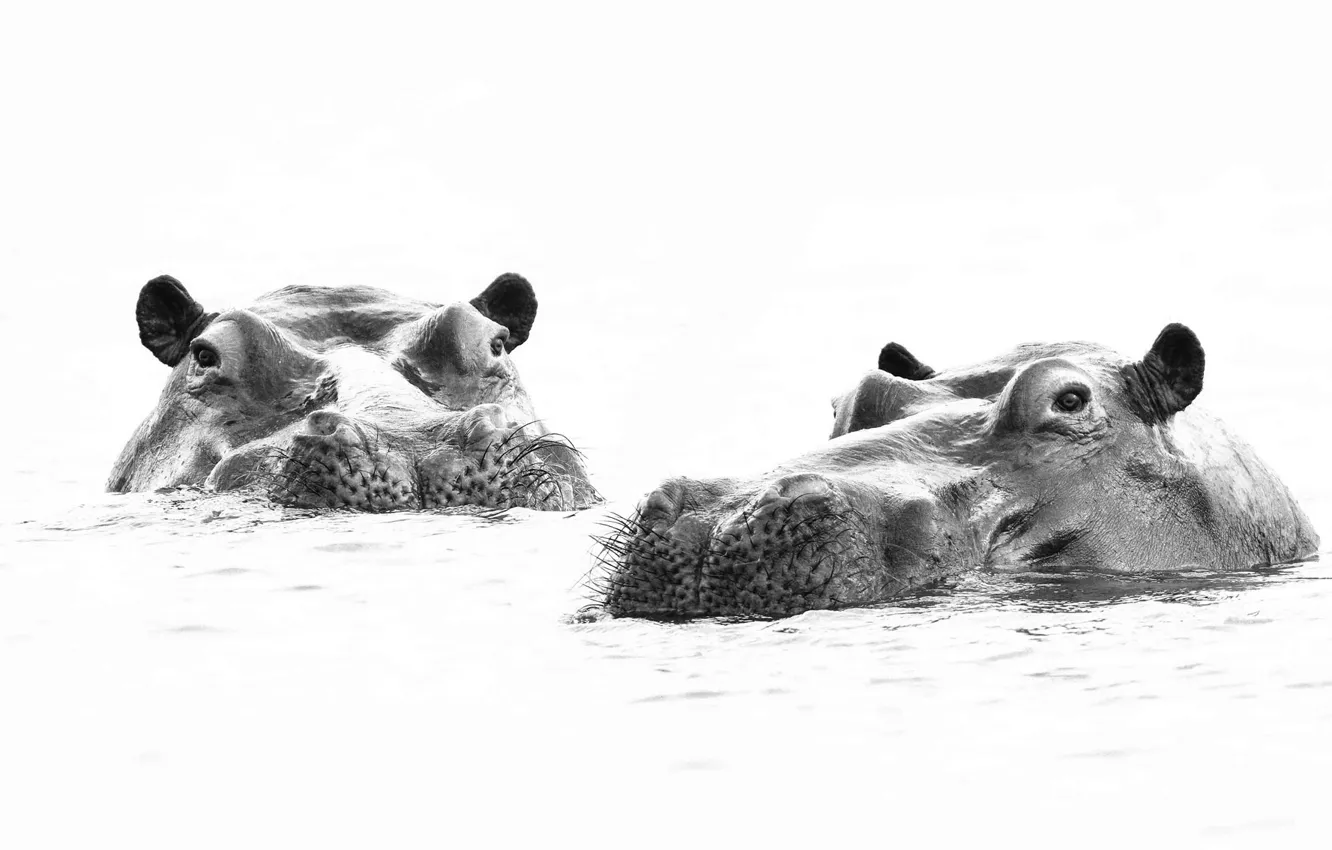 Photo wallpaper nature, background, hippos