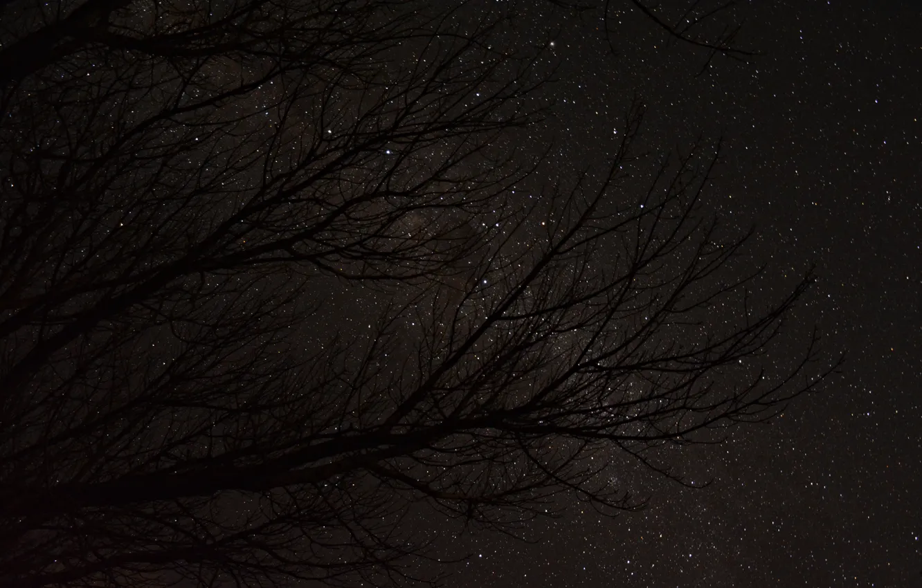 Photo wallpaper night, branches, tree, starry sky