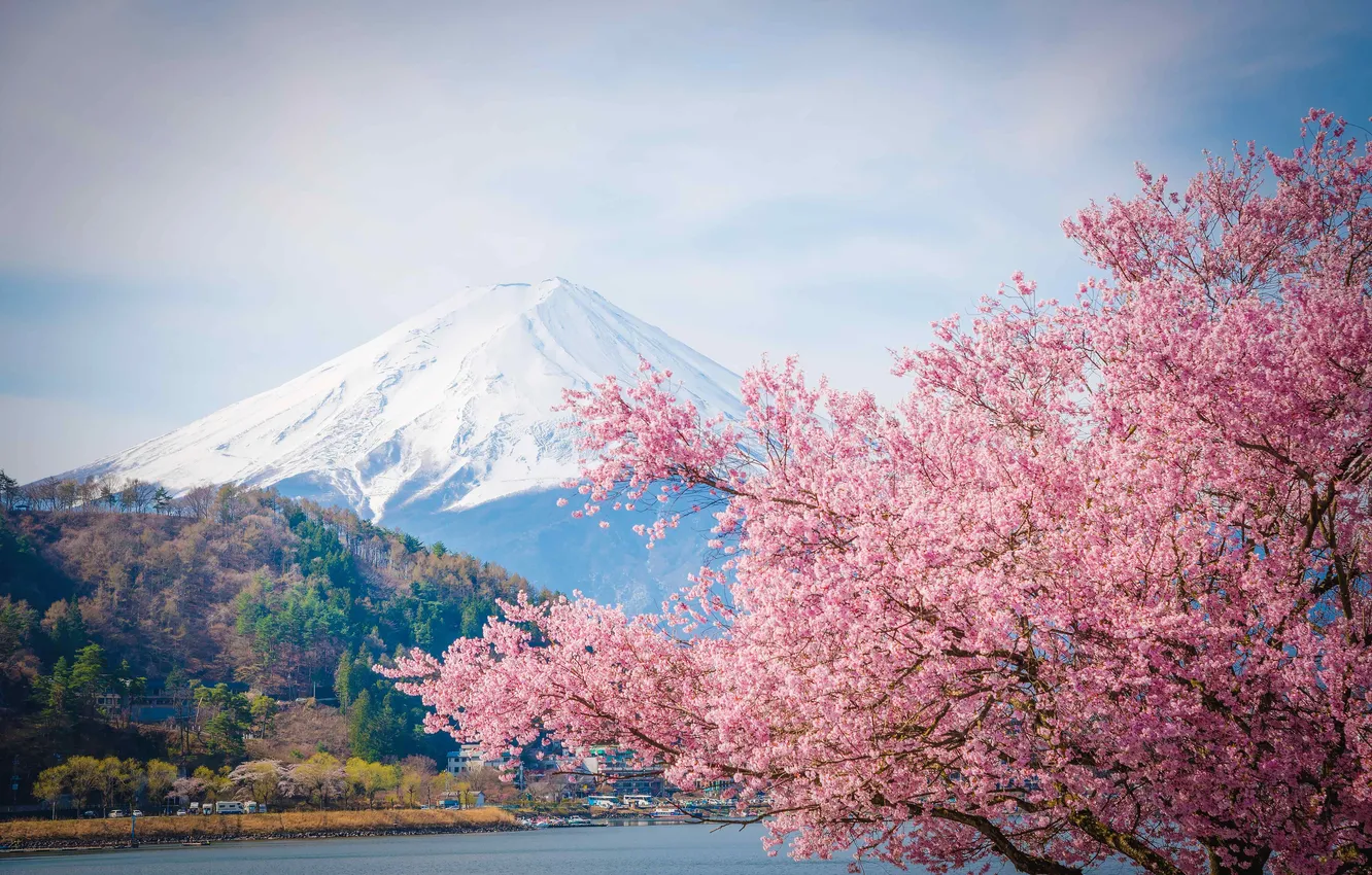 Photo wallpaper forest, the sky, trees, landscape, nature, lake, Japan, Sakura