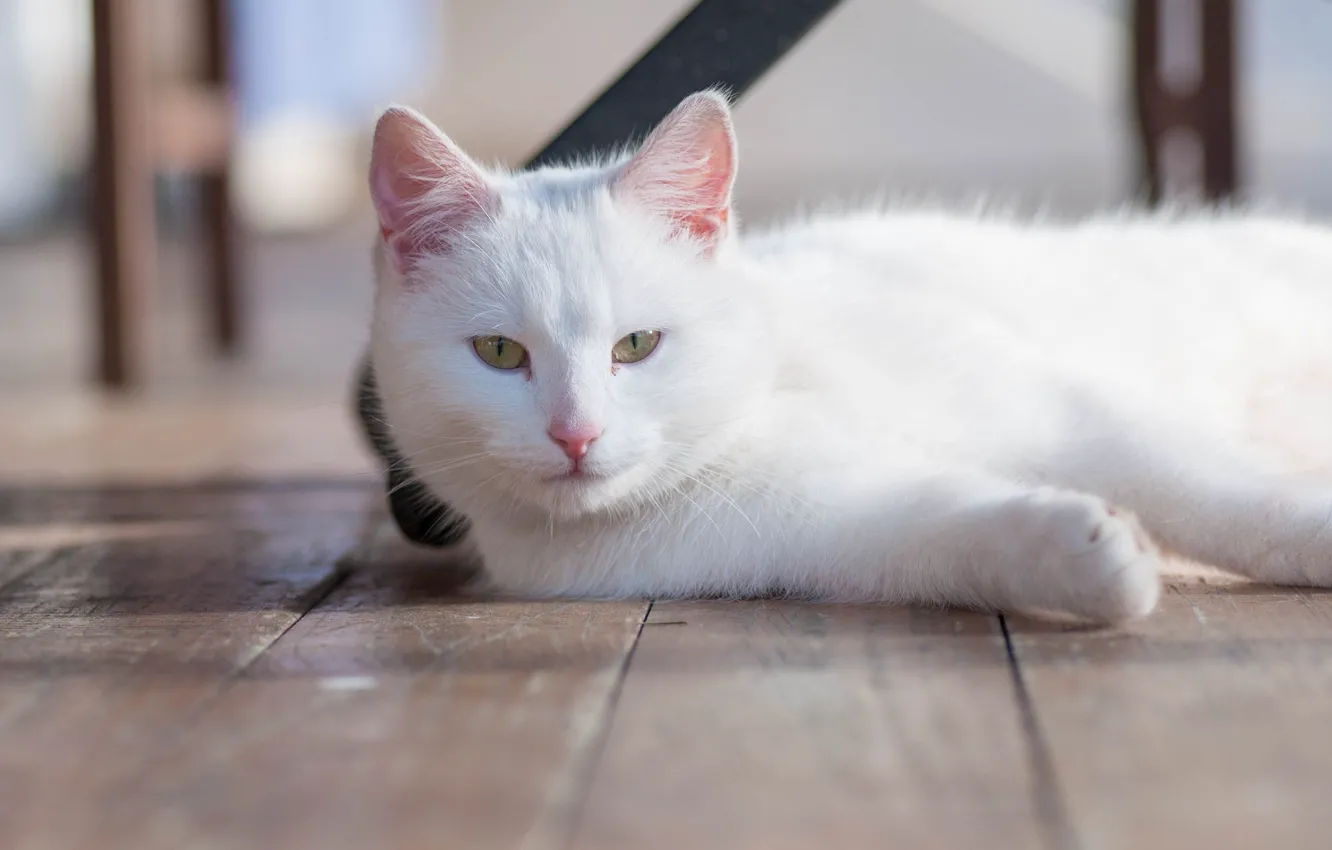 Photo wallpaper cat, look, white