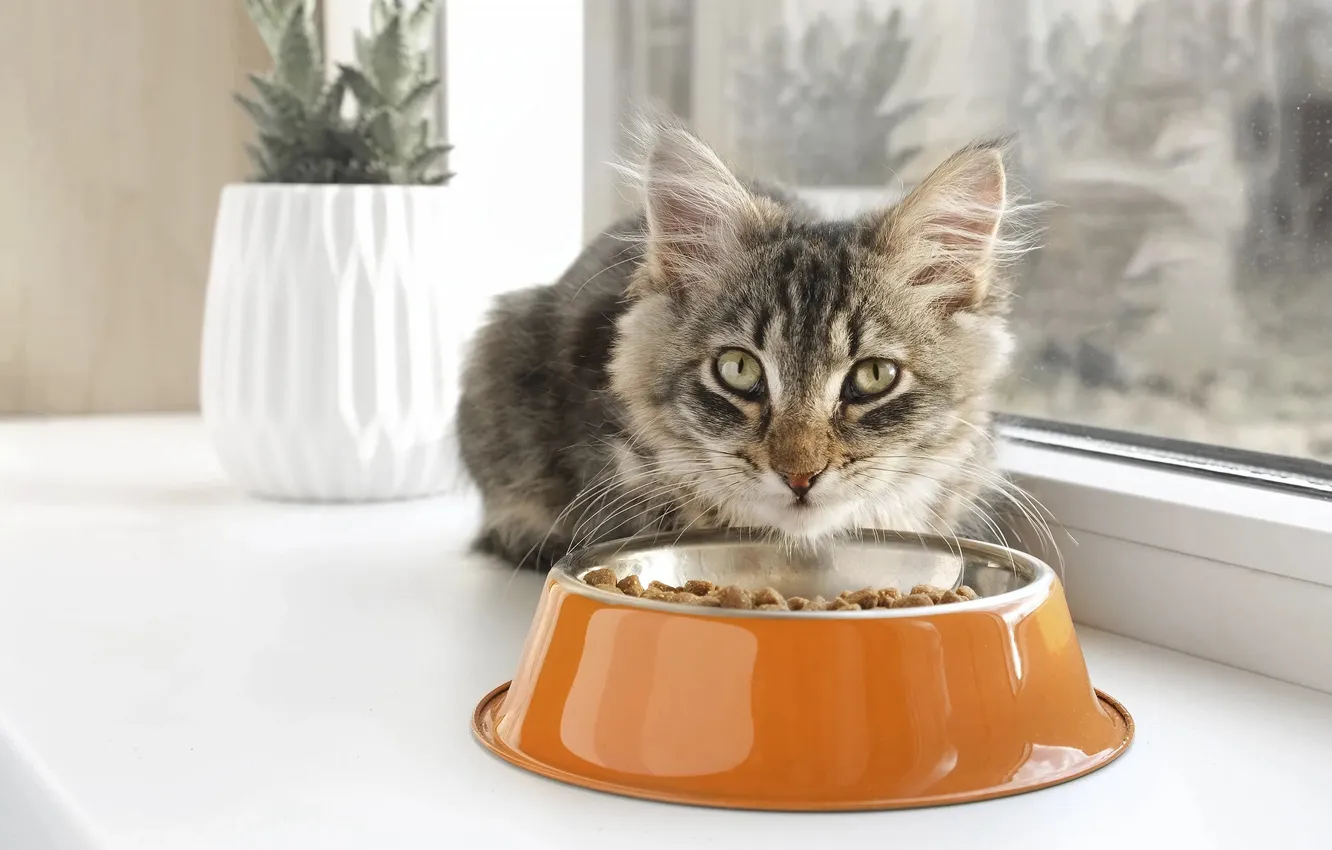 Photo wallpaper cat, cat, look, pose, grey, plant, window, pot