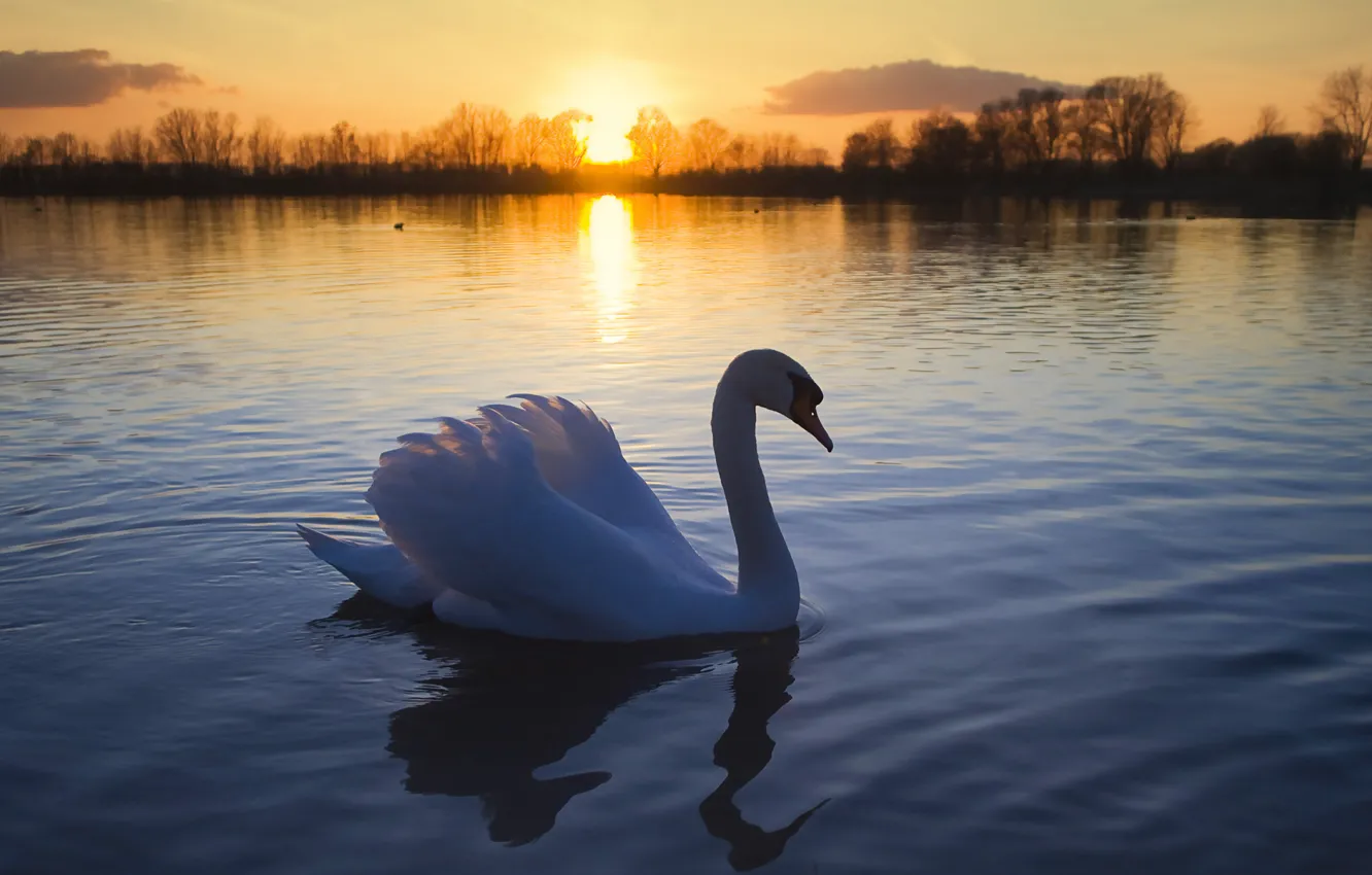 Photo wallpaper the sun, lake, bird, romance, Swan