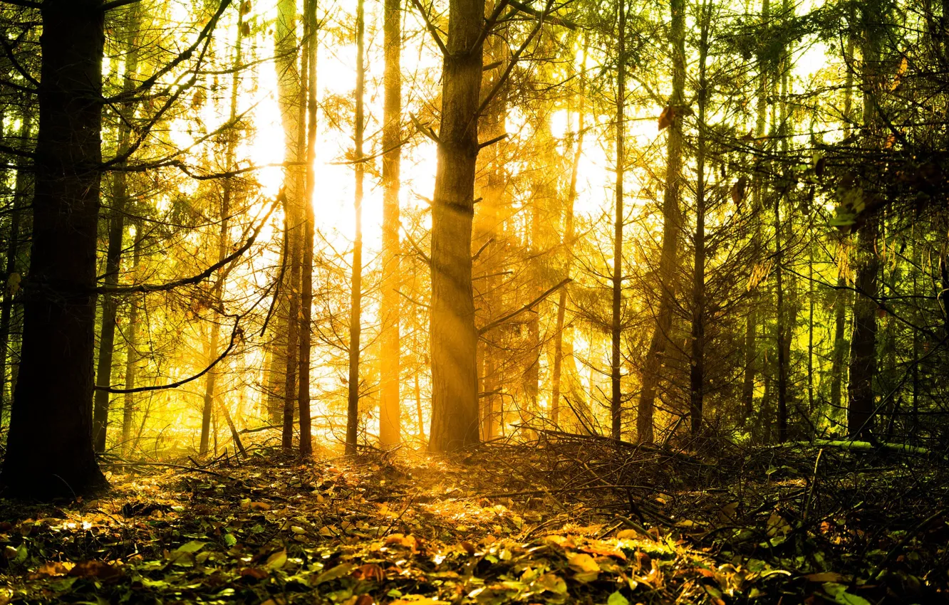 Photo wallpaper autumn, forest, the sun, light, trees, branches, foliage