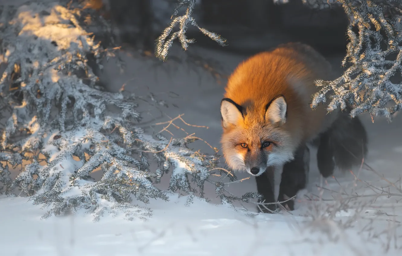 Photo wallpaper winter, forest, snow, Fox