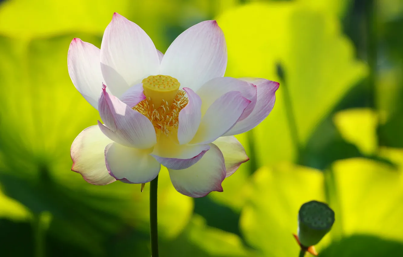 Photo wallpaper petals, Lotus, pond