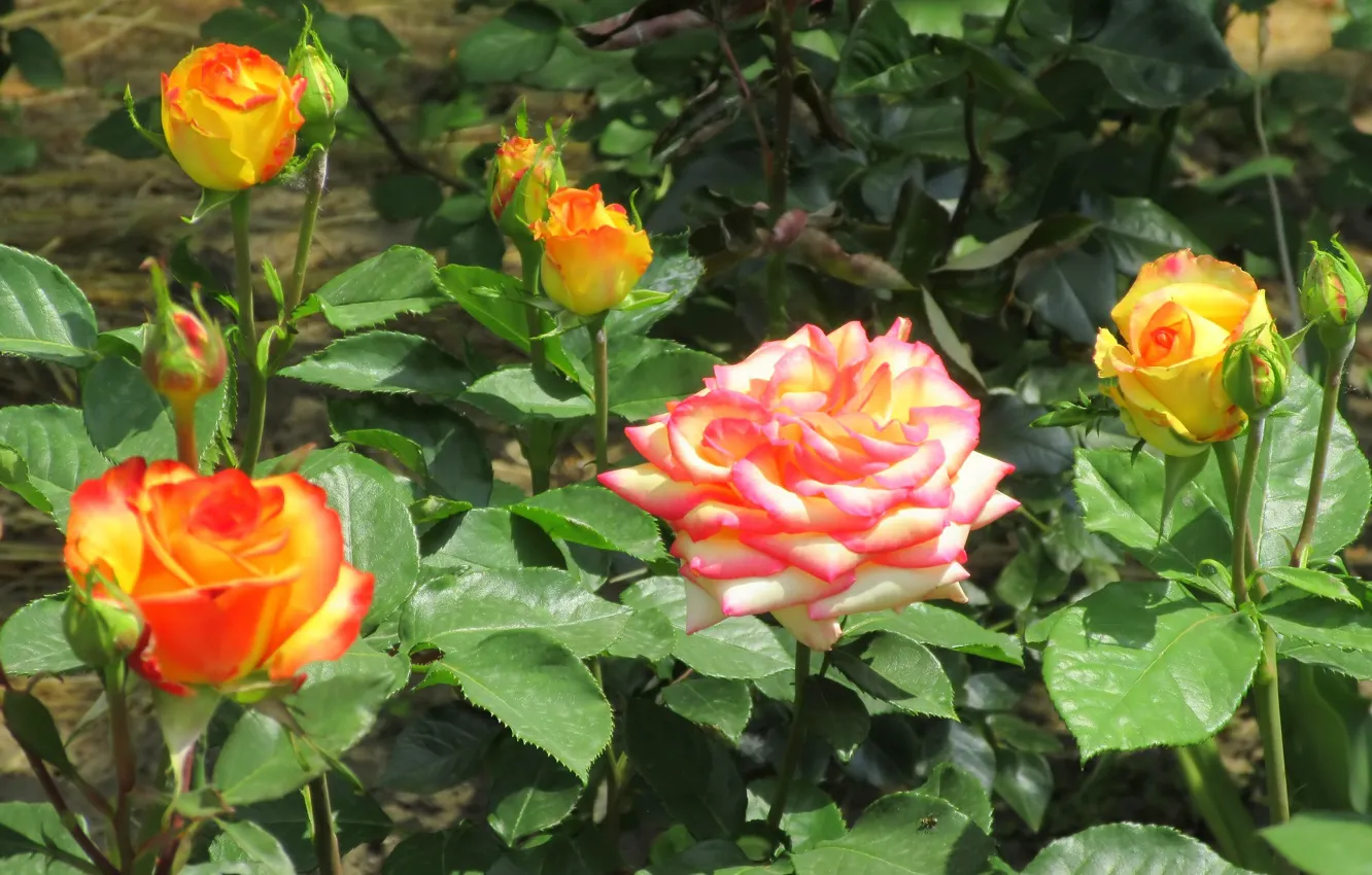 Photo wallpaper roses, buds, flowerbed, Meduzanol ©, Summer 2018