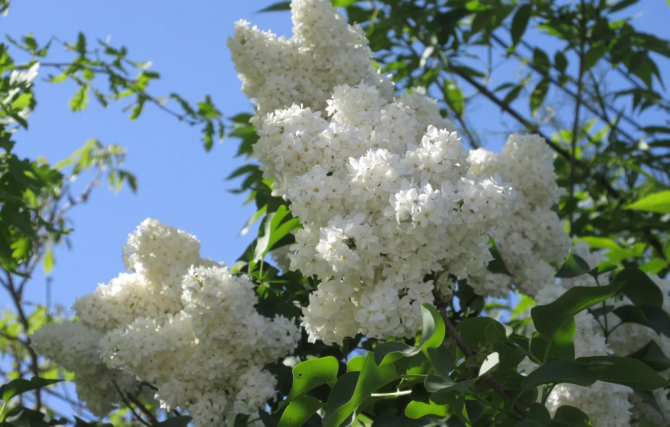 Photo wallpaper the bushes, lilac, white lilac, spring 2018, Meduzanol ©