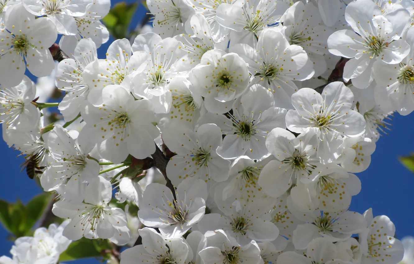 Photo wallpaper flowers, cherry, white, spring 2018, Meduzanol ©