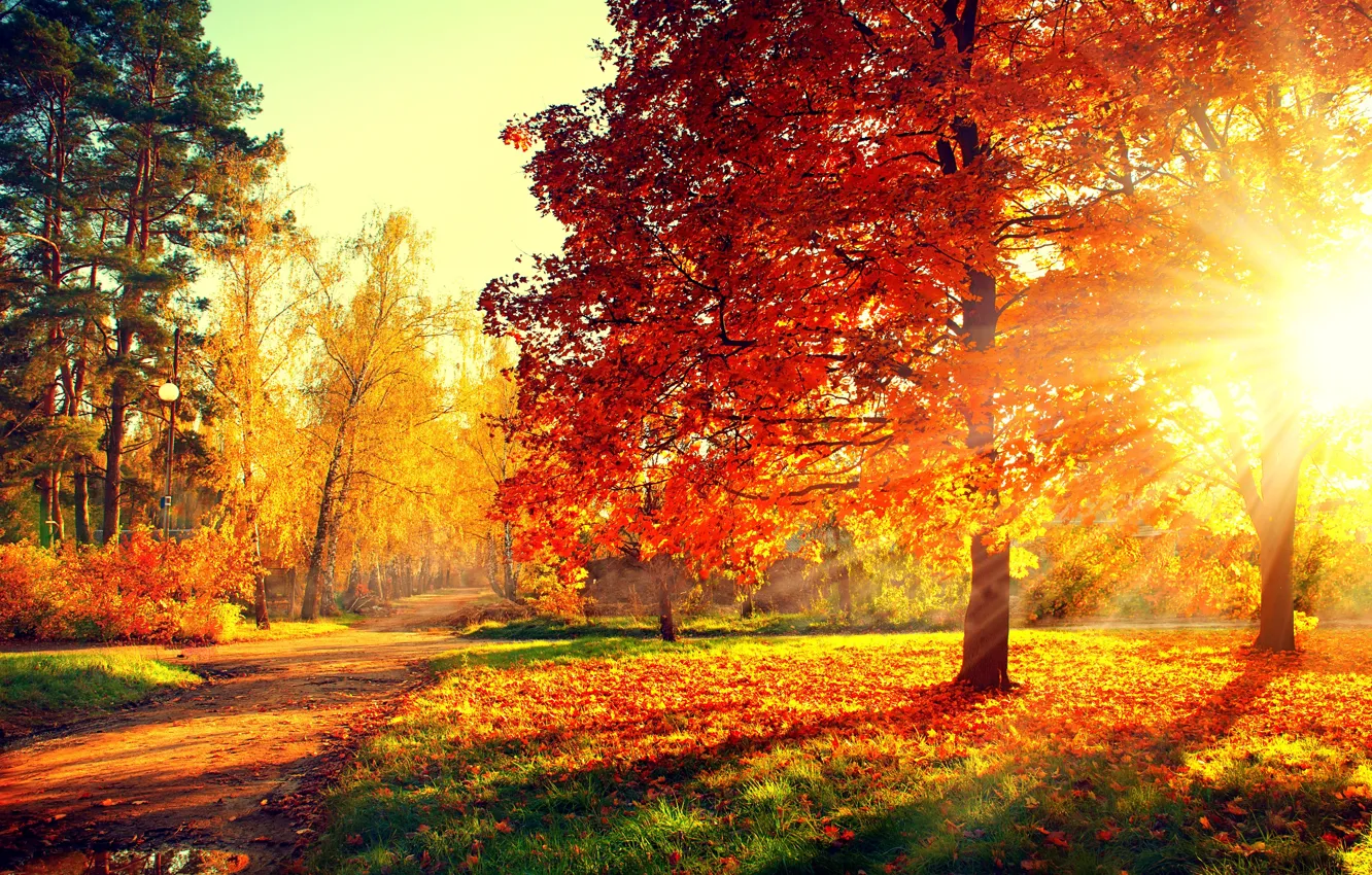 Photo wallpaper road, autumn, forest, leaves, trees, sunset, nature, Park