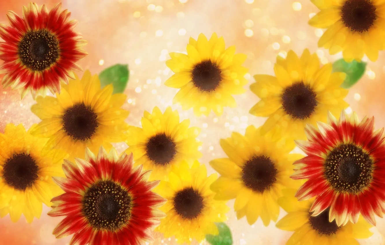 Photo wallpaper yellow, Wallpaper, bouquet, petals, leaf