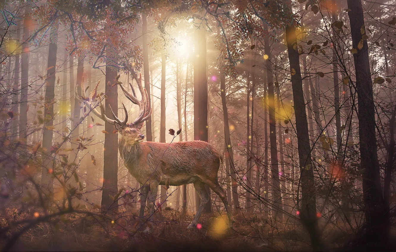 Photo wallpaper forest, nature, deer