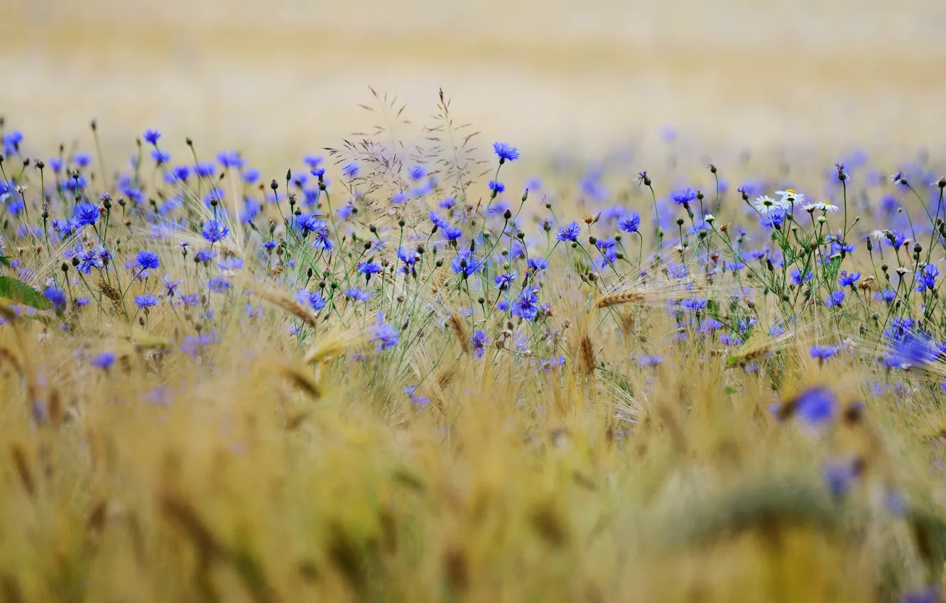Photo wallpaper field, summer, flowers, rye, chamomile, meadow, ears, cereals