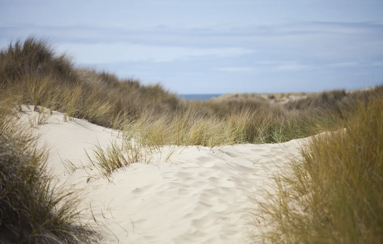 Photo wallpaper sand, sea, the sky, grass, nature, dunes