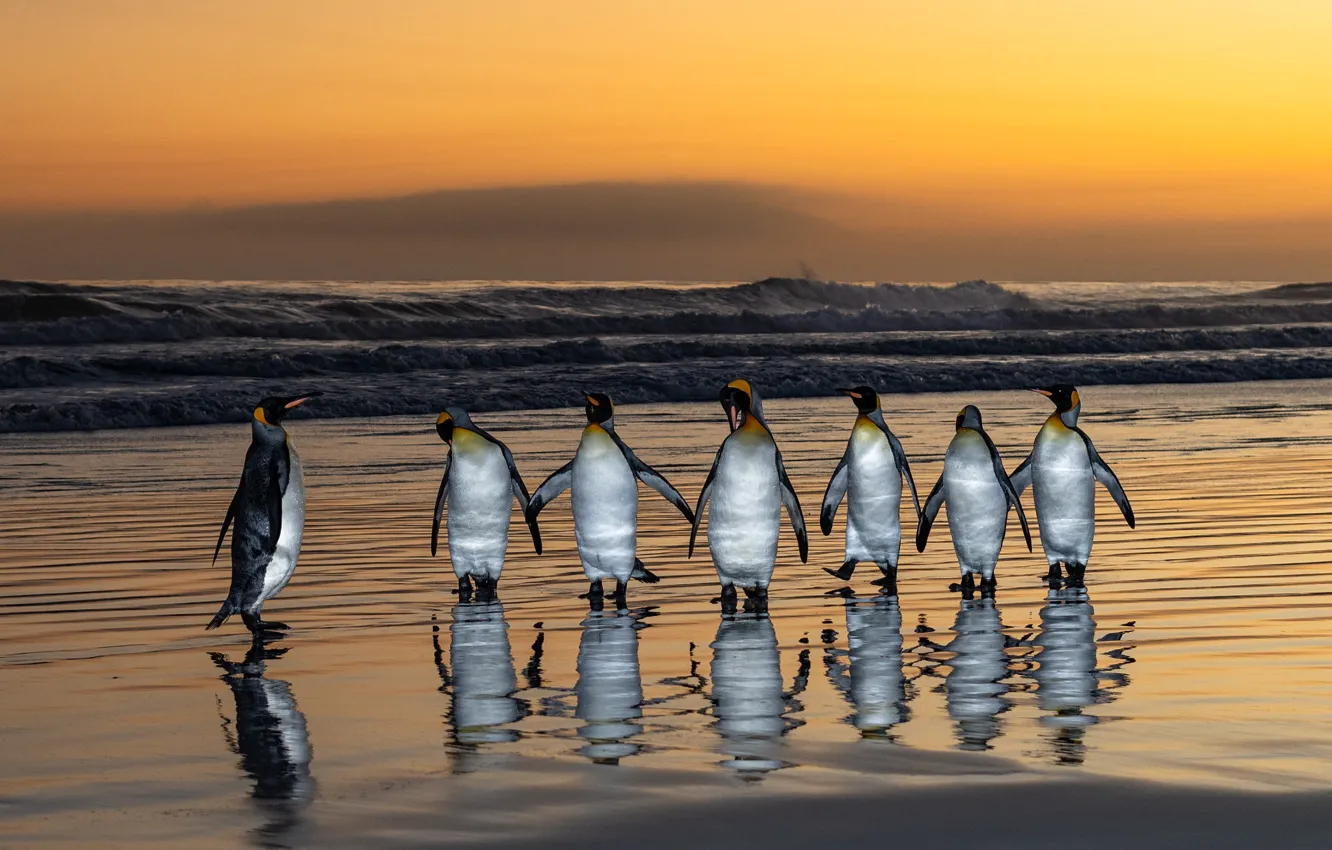 Photo wallpaper sea, bird, shore, pack, penguins, party
