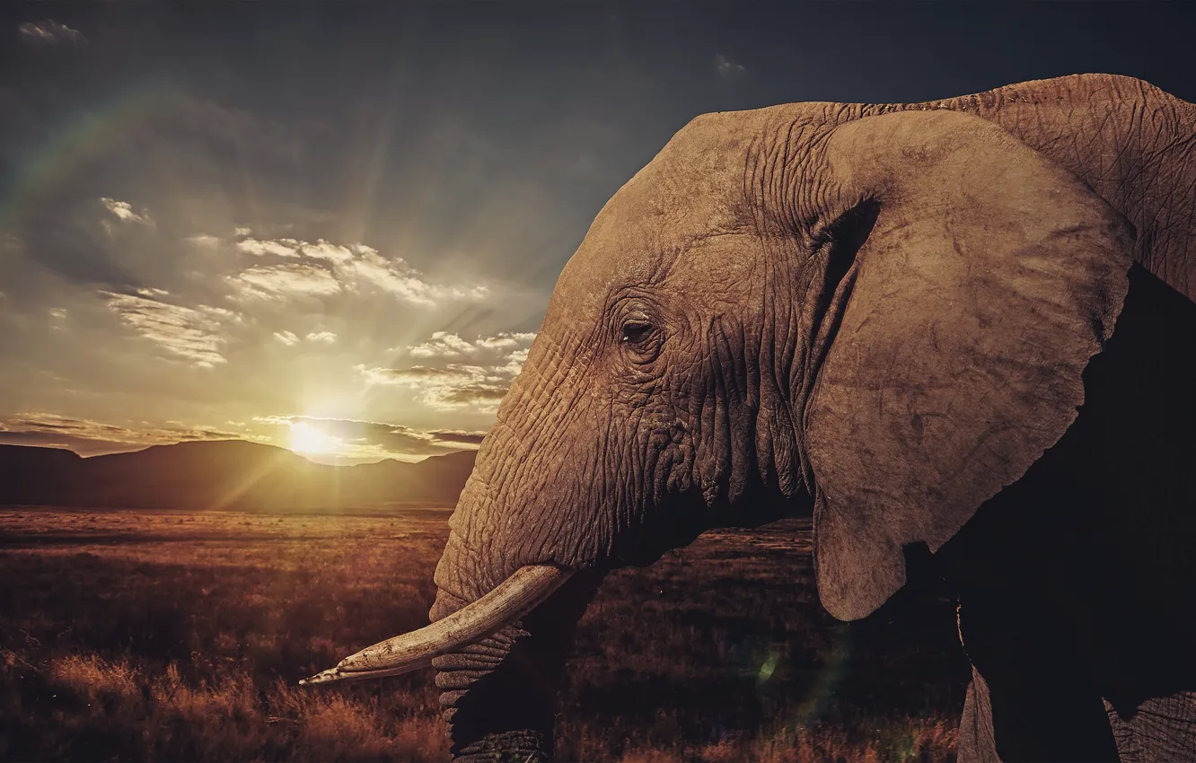 Photo wallpaper sunset, elephant, Savannah, tusks