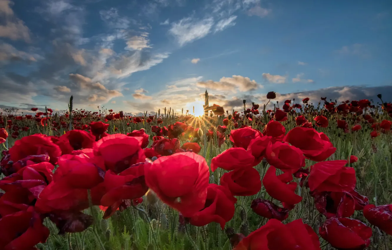 Photo wallpaper the sky, the sun, clouds, flowers, Maki, red, poppy field