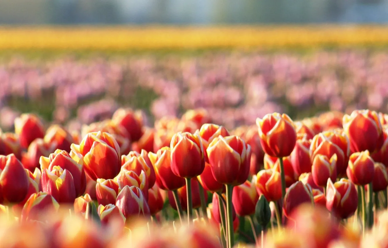 Photo wallpaper flowers, glade, spring, blur, tulips, red